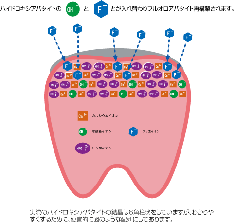 脱灰・再石灰化06